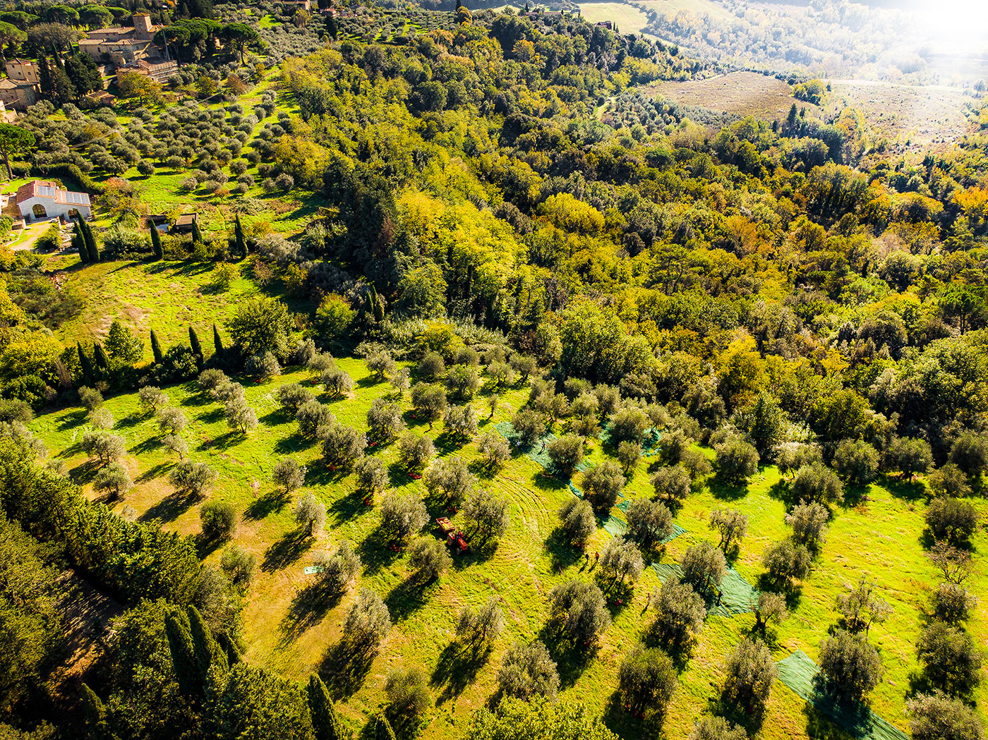 Panoramic view of the olives trees nearby Semifonte in Tuscany we pick to make extra virgin olive oil